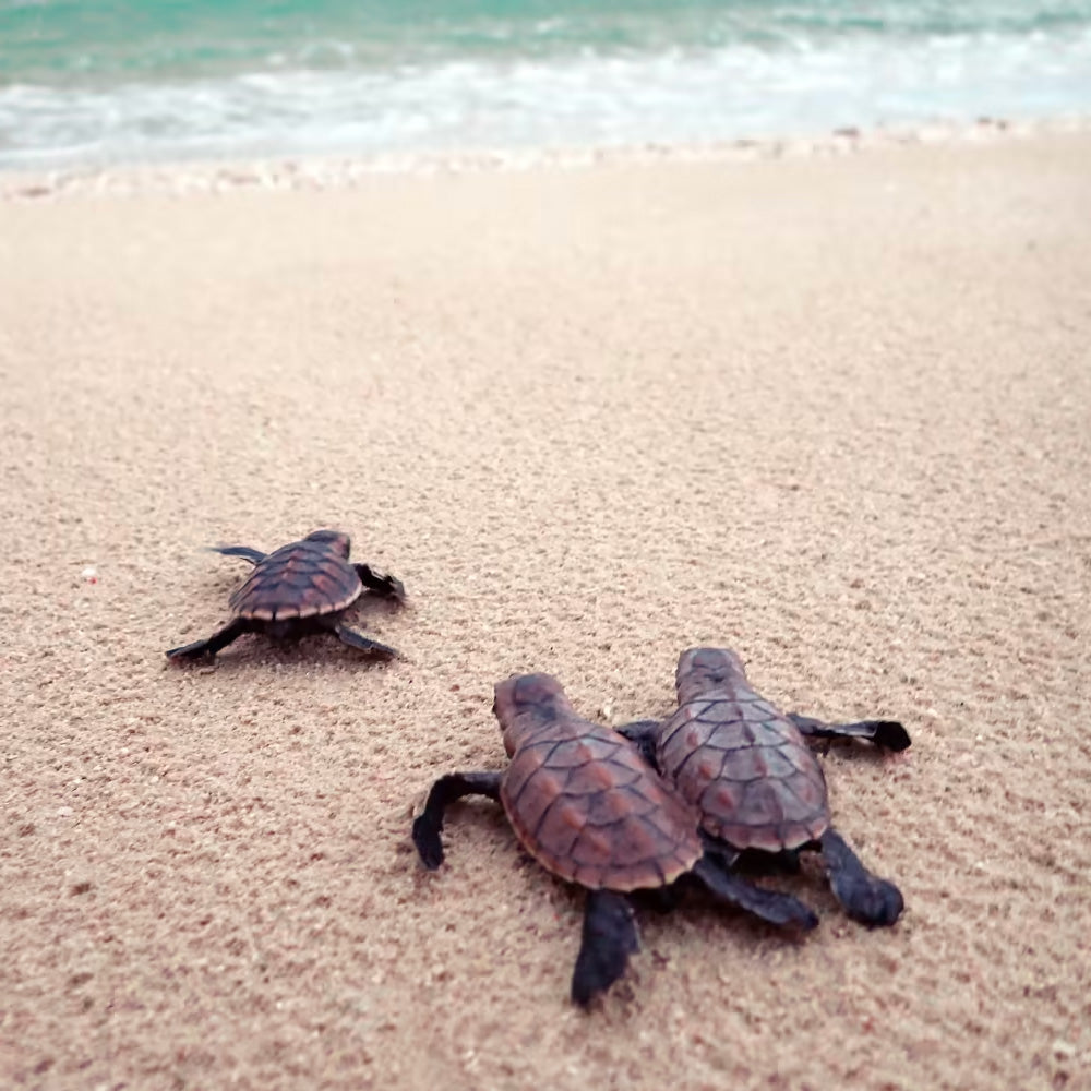 Baby turtle hatchlings on a beach to highlight turtle adoptions