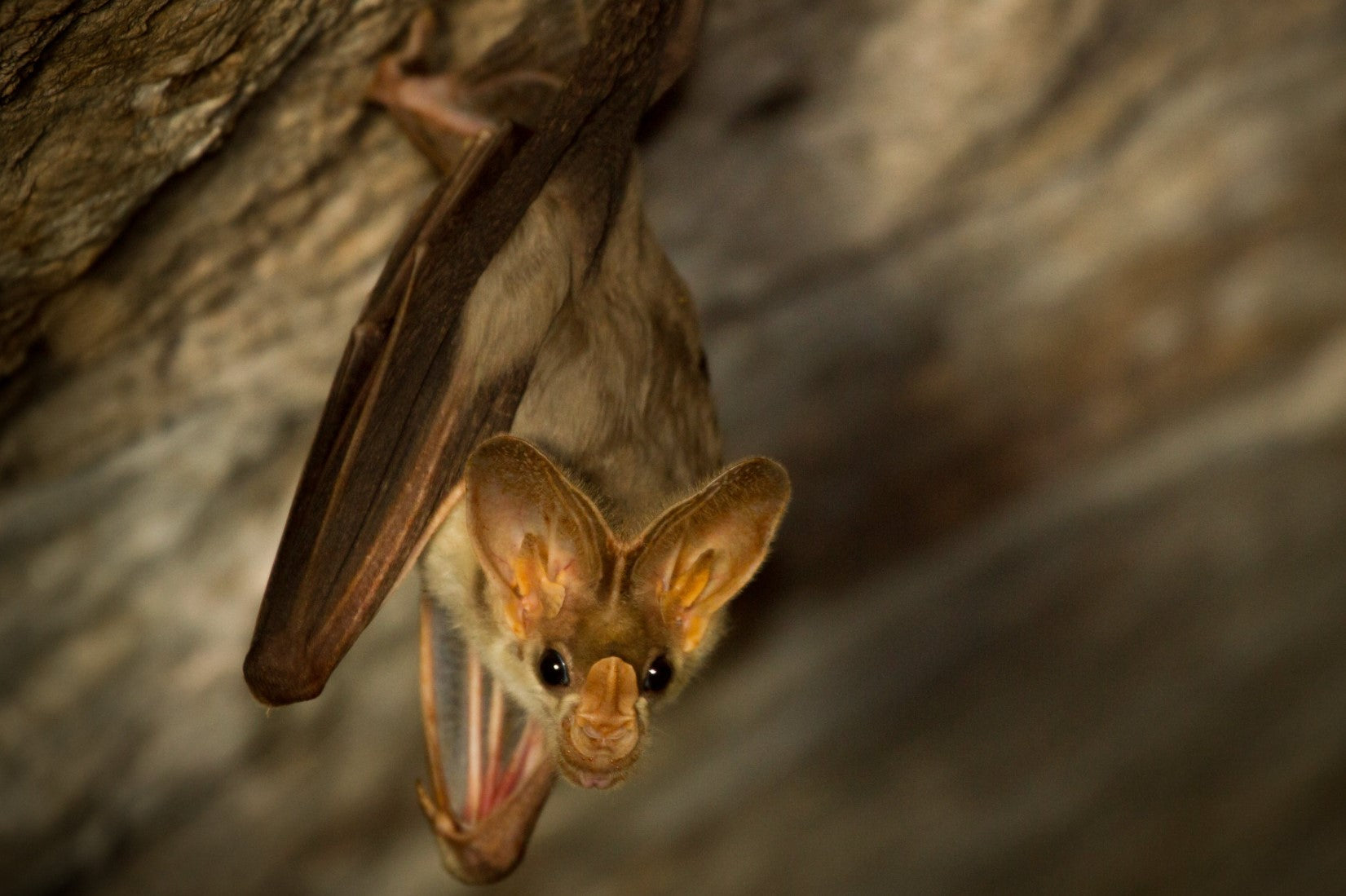 Image of a ghost bat hanging from the ceiling