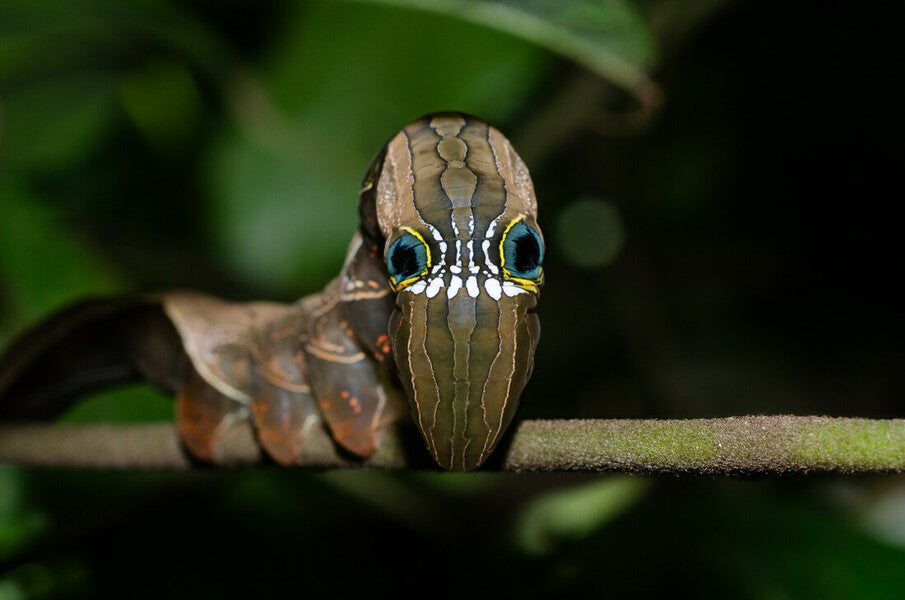 Image of a pink underwing moth
