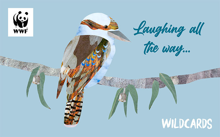 Cartoon kookaburra on a branch, for a wildcard christmas gift