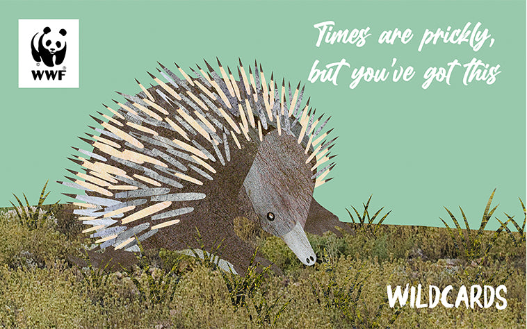 Cartoon echidna, for a wildcard motivational gift