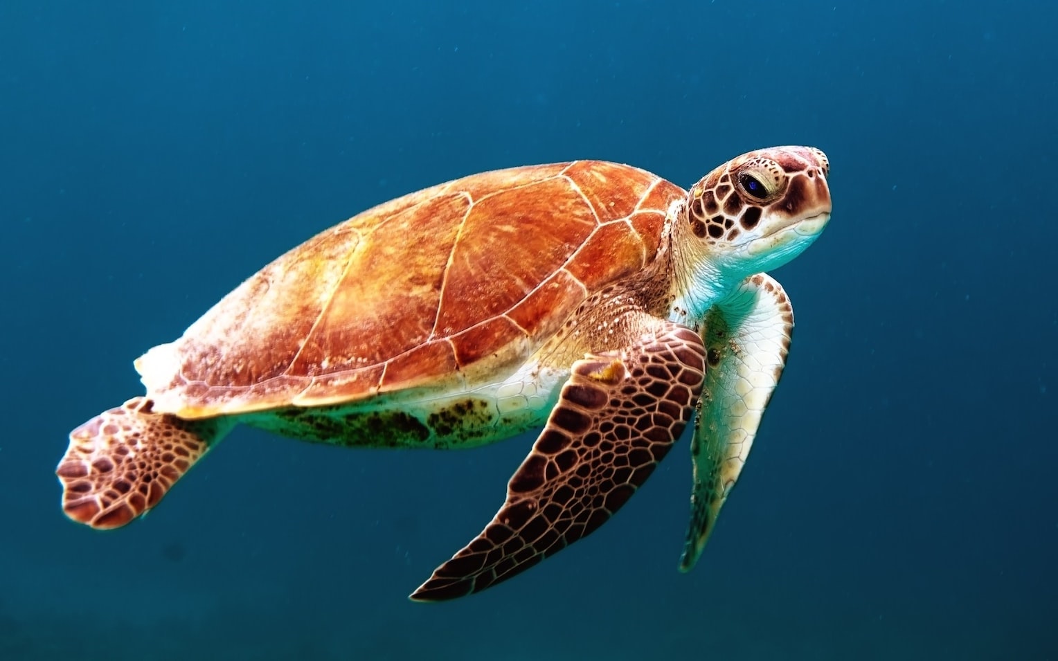 Turtle underwater to highlight turtle adoption to save turtles