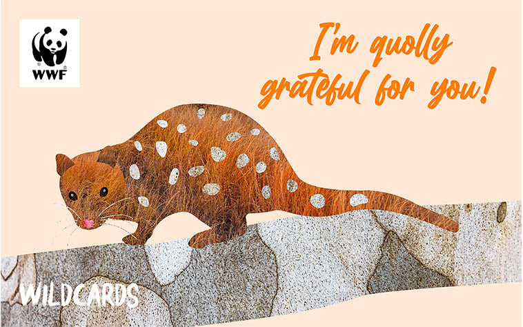 Cartoon quoll, for a wildcard thank you gift