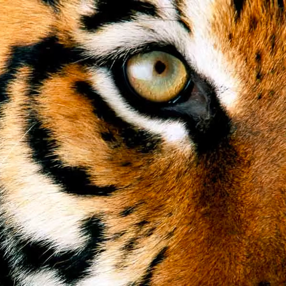 Right side of tiger face, for a tiger adoption to help end the tiger trade