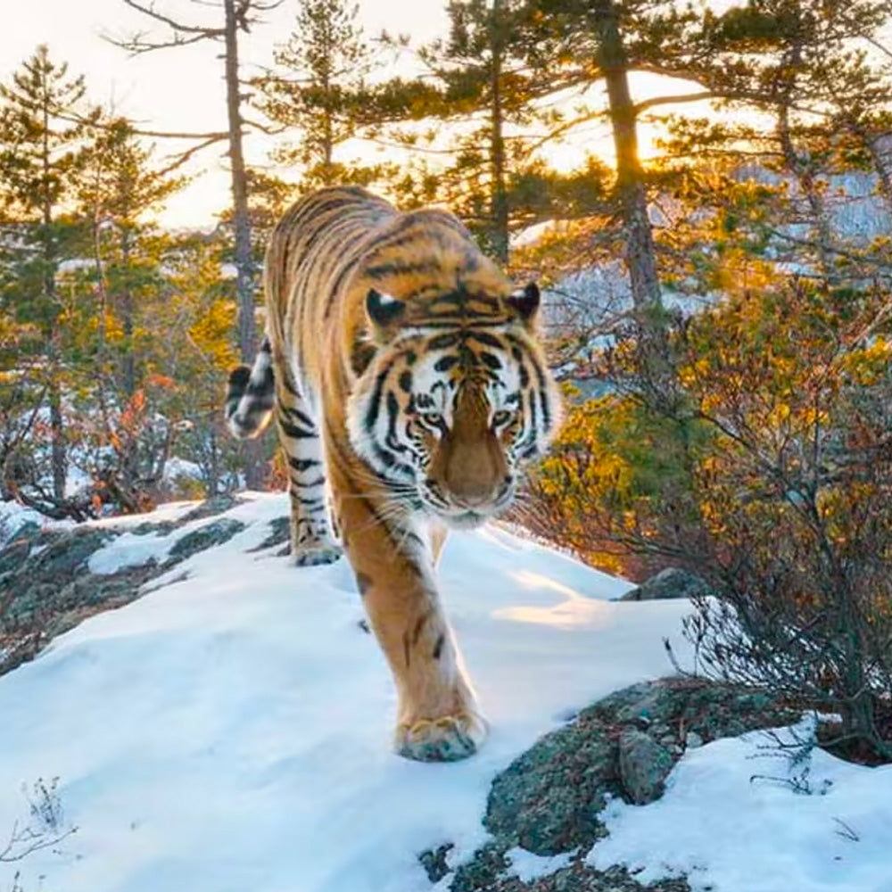 Tiger walking through wilderness, to highlight tiger adoption to save diverse forests