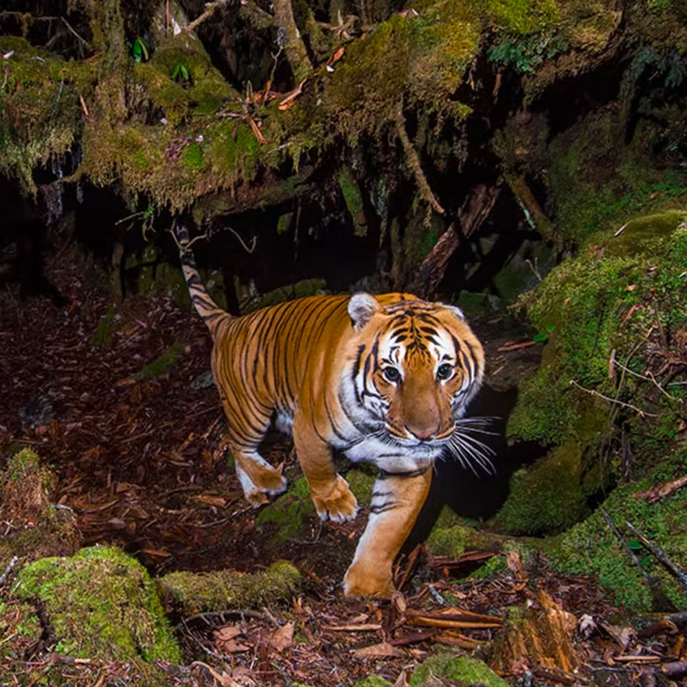 Tiger in a forest, to highlight tiger adoption to build protected areas