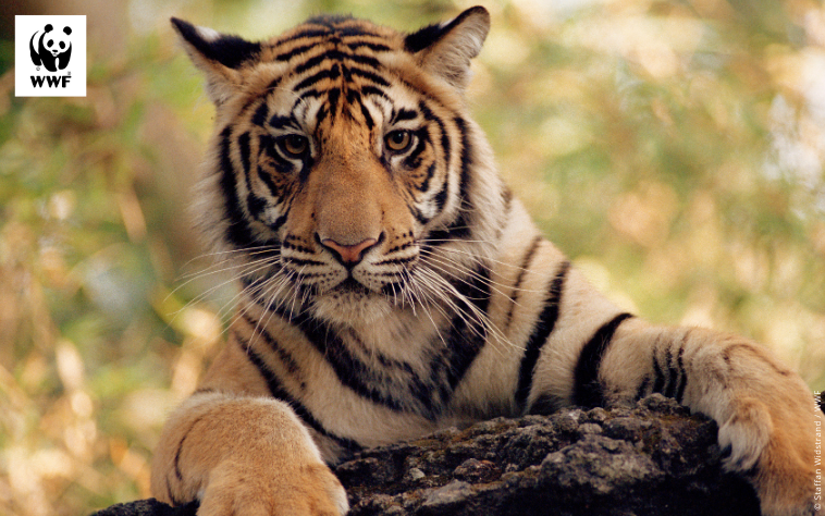 Tiger holding onto a branch, for a tiger adoption