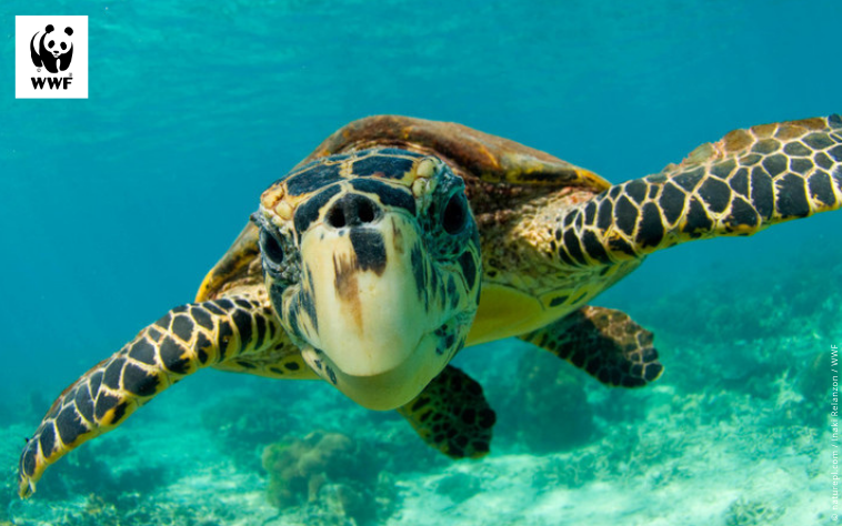 Turtle swimming underwater, for a turtle adoption