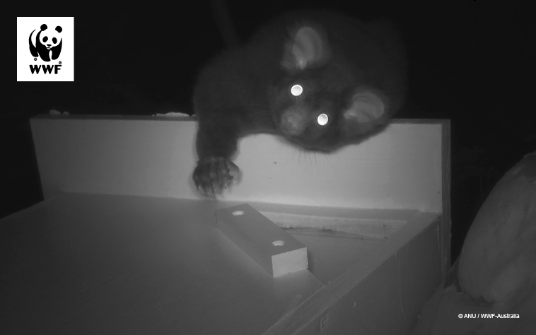 Greater glider climbing into a nest box at night