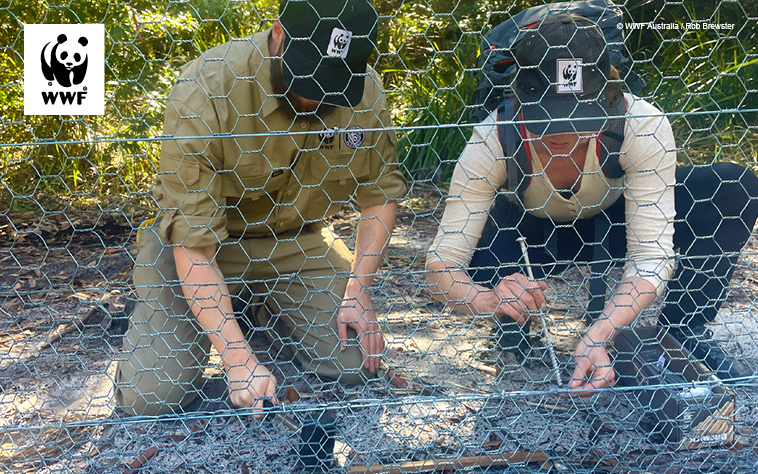 An image of WWF staff members installing a predator protection fence