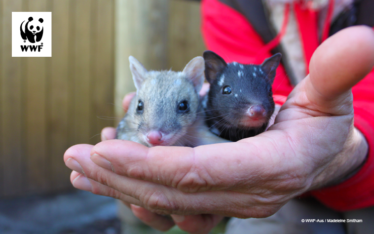 Two quoll joeys being held in the hand of a WWF partner