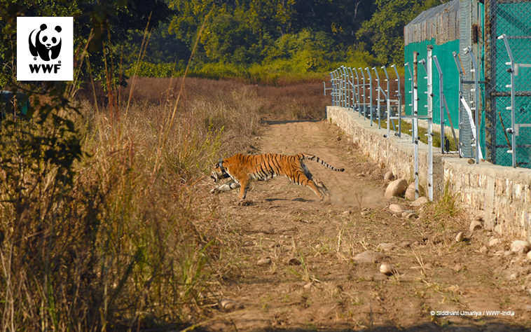 A tiger being released after having a GPS collar fitted