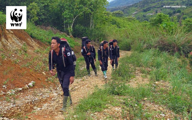 WWF tiger protection team members walking through a forest clearing