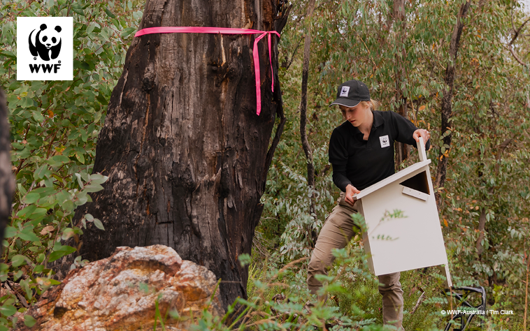 A WWF staff member installing a greater glider nest box