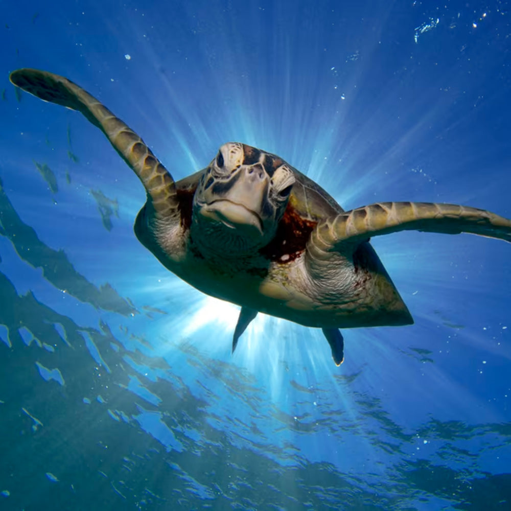 Turtle swimming at the camera to highlight turtle adoption to safeguard turtles