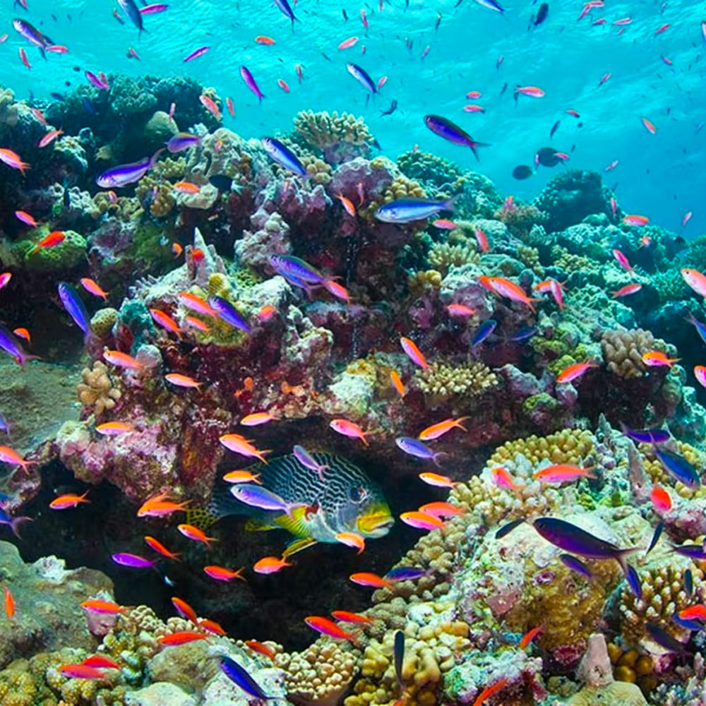 Colourful image of a reef with fish and coral, to highlight turtle adoption