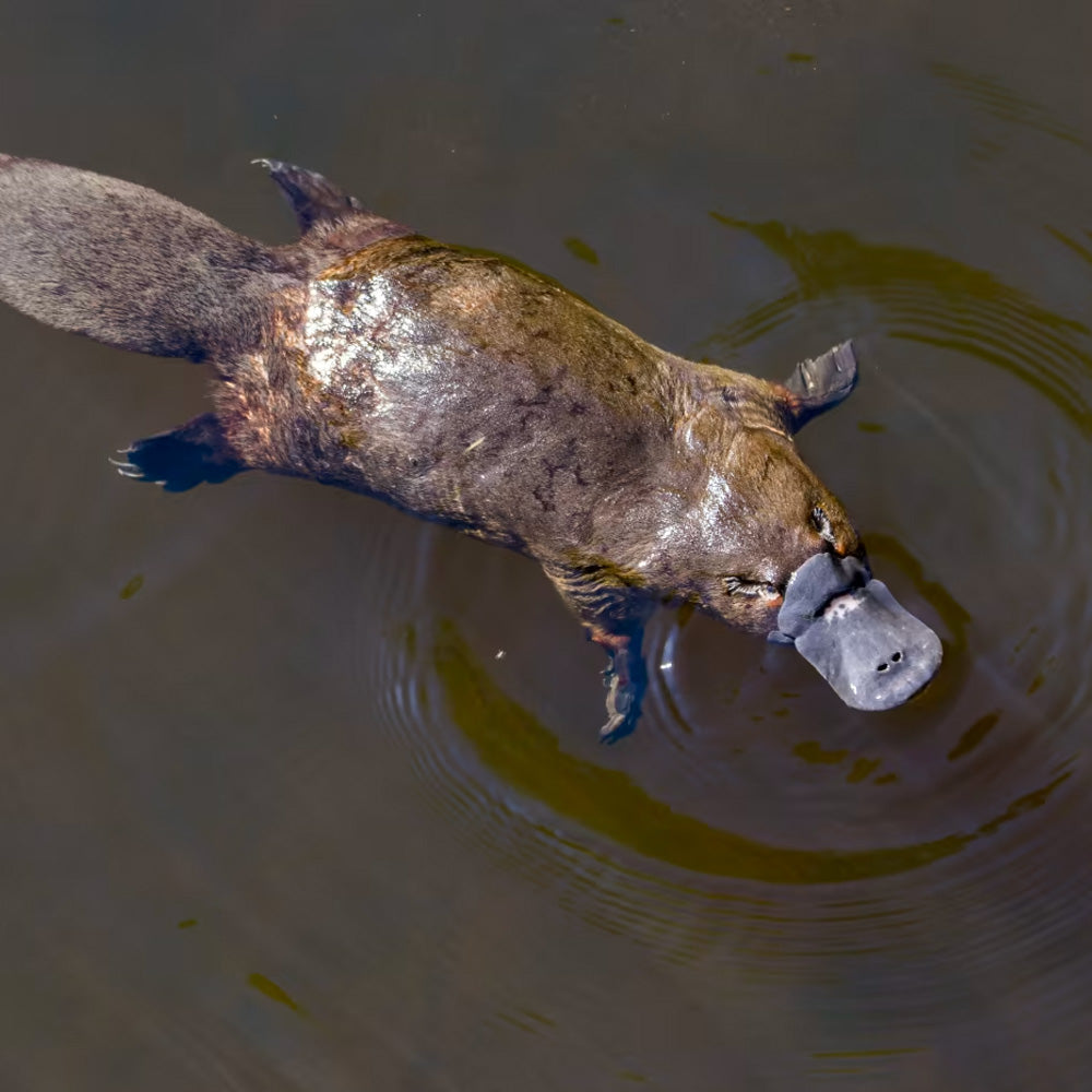 Platypus floating in water, to highlight platypus adoption