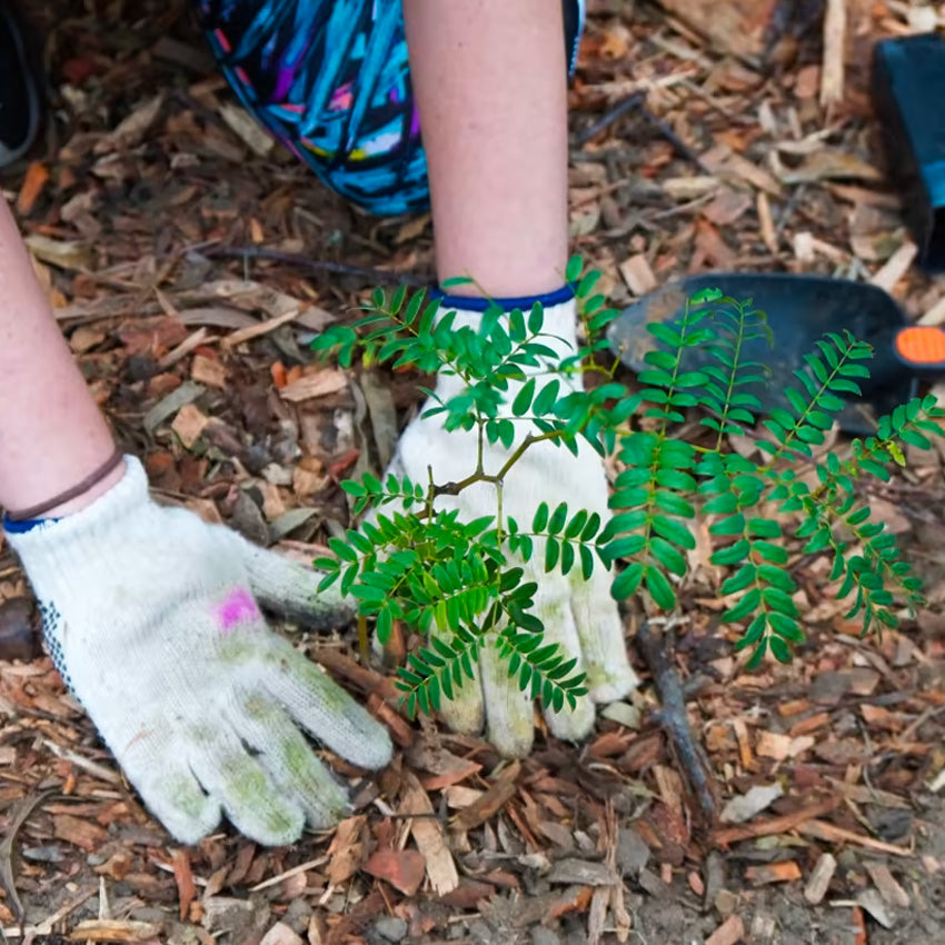 Tree planting to highlight Koala adoptions to support new wildlife