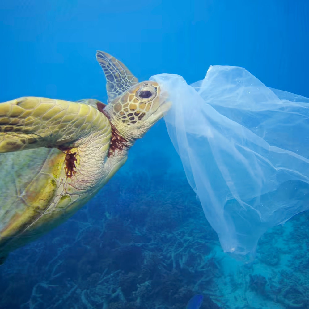 Turtle eating plastic, to highlight the need for turtle adoptions