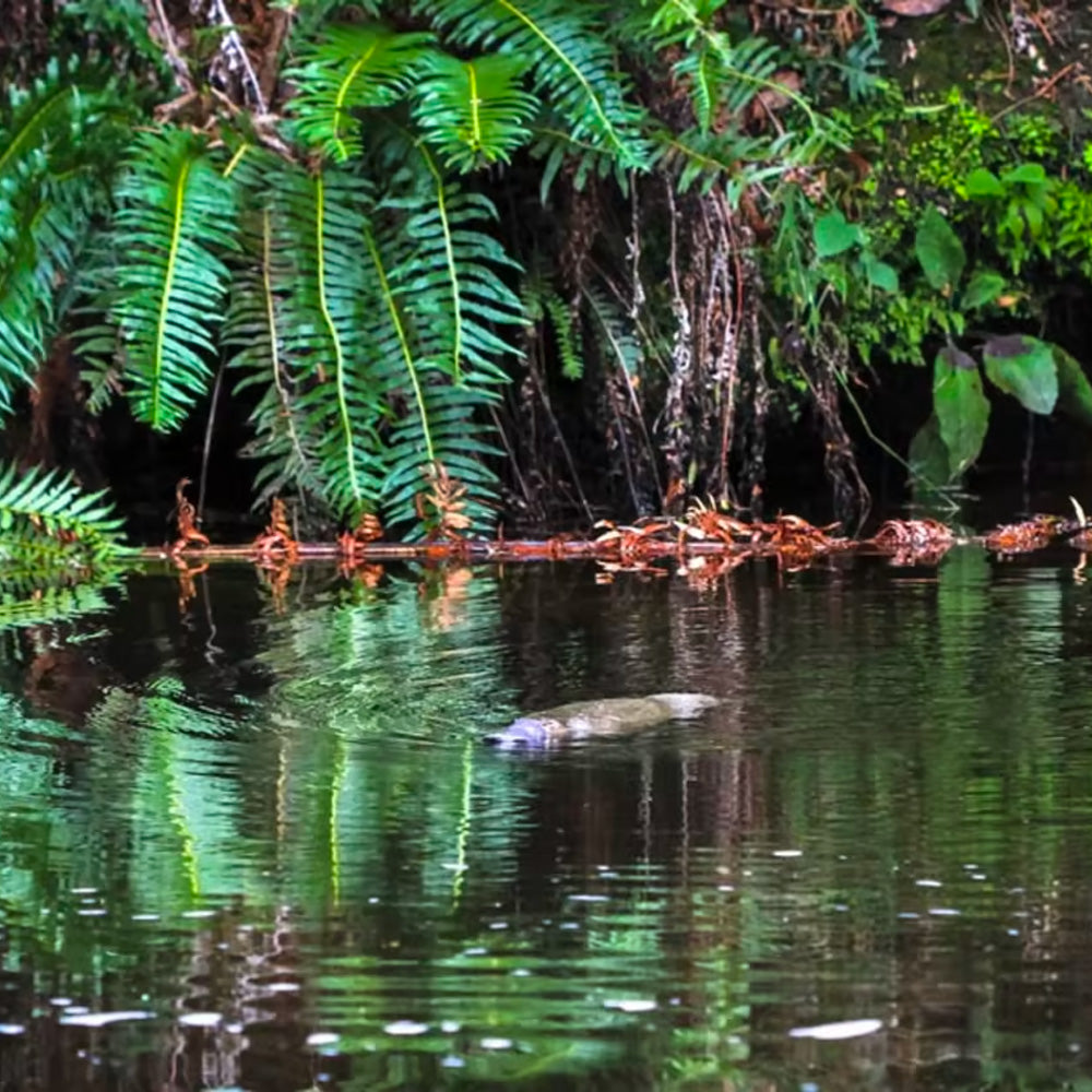 Platypus swimming in water, to highlight platypus adoption