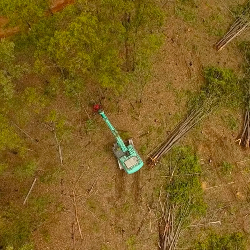 Forest logging in progress, to highlight koala adoption