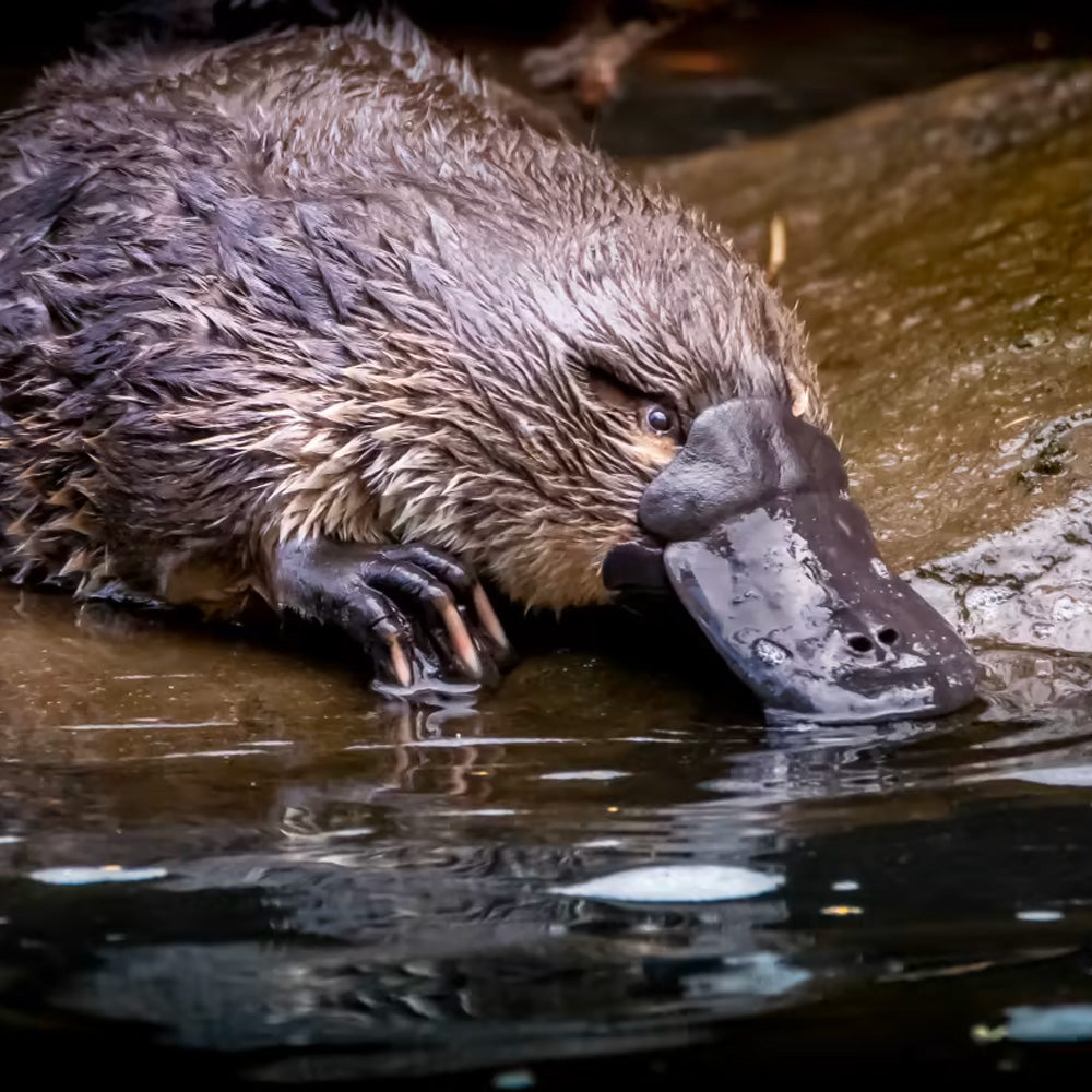 Platypus near the water, highlight platypus adoption to protect platypus