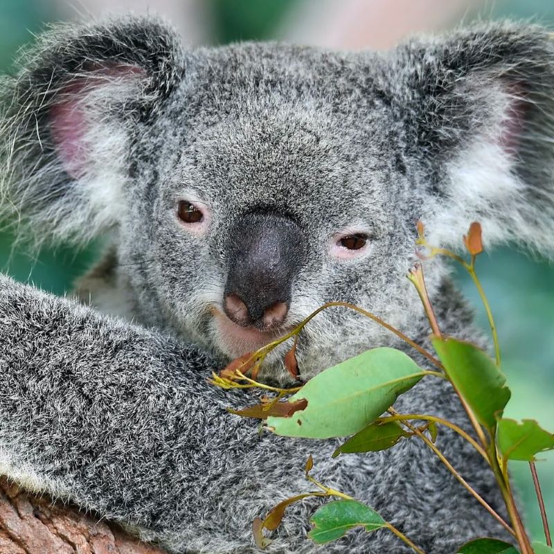 Koala in a tree looking at the camera