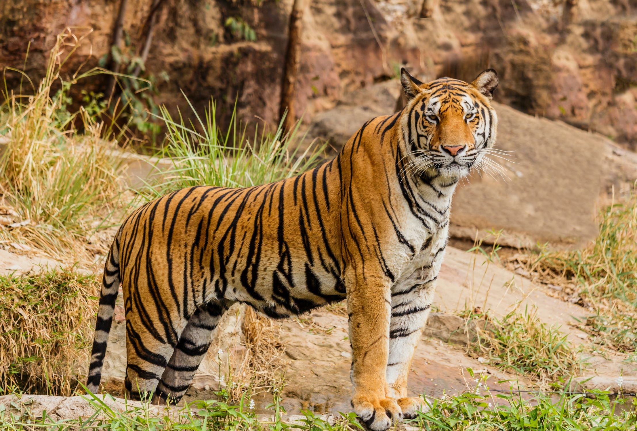 Tiger standing on a rock, to highlight tiger adoption