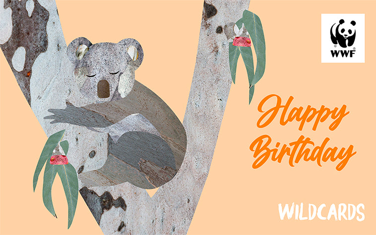 Cartoon Koala on a branch, for a wildcard birthday gift