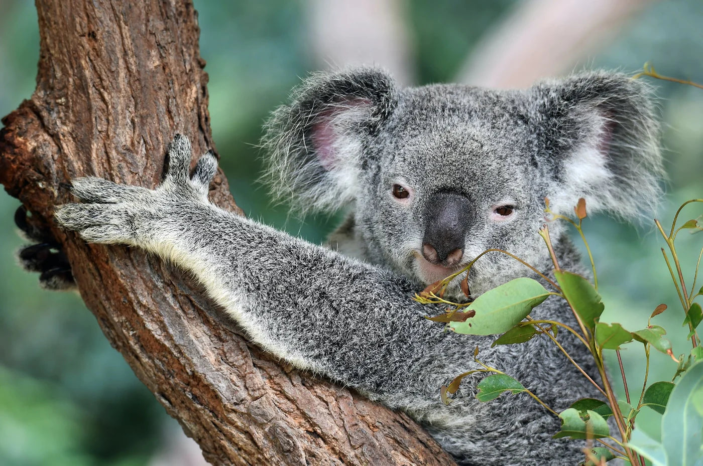 Koala in a tree, for a Koala adoption