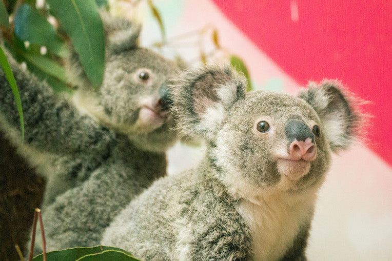 Baby koala in care. wildcard gift impact example