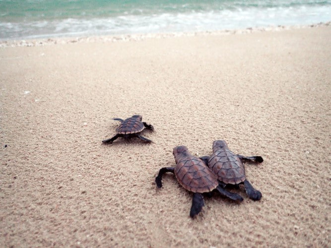 Baby turtle hatchlings on a beach, to highlight an animal adoption