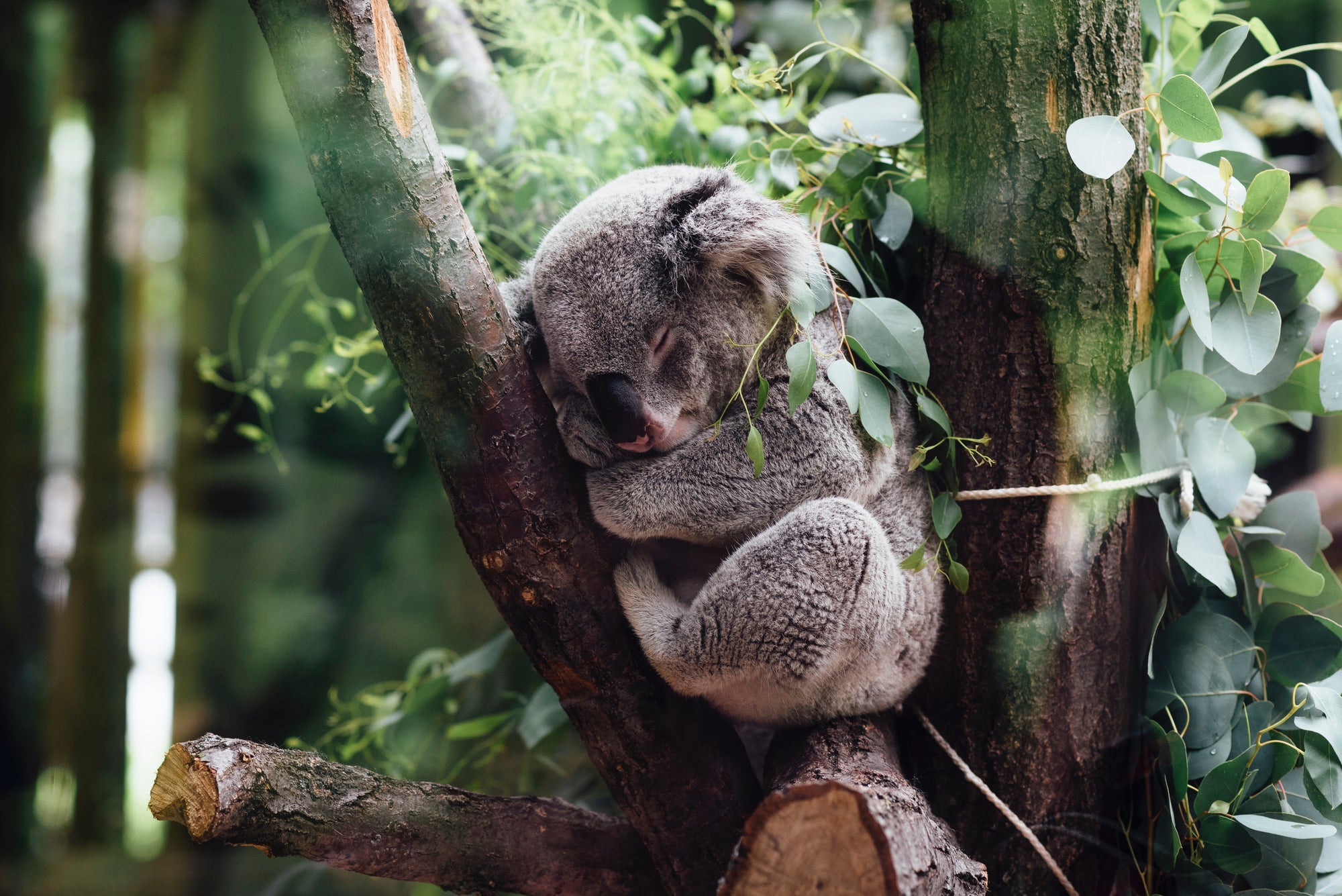 Koala sleeping in a tree, for a Koala adoption