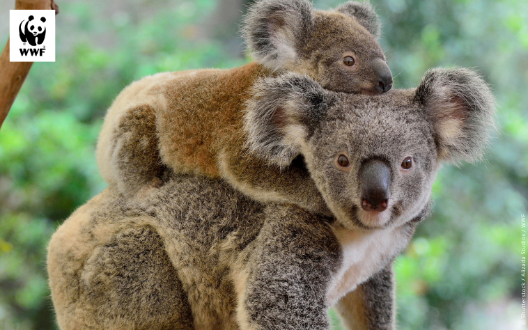 Baby koala holding onto an adult koala, for a koala adoption