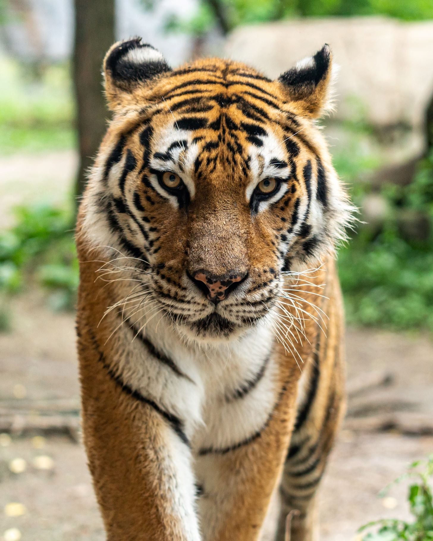 Tiger looking at camera, for a tiger adoption