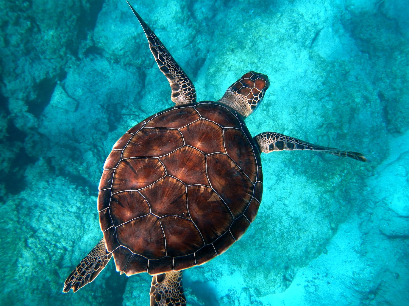 Turtle swimming in water seen from above, to highlight turtle adoption to protect turtles