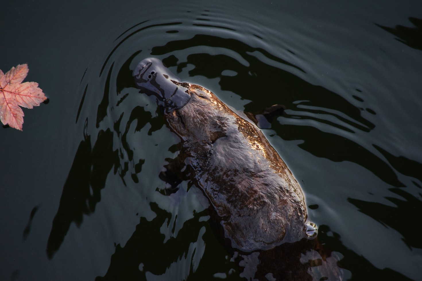 Platypus swimming in water, to highlight platypus adoption to protect platypus