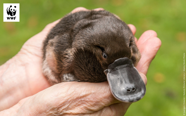 Holding a platypus, for a platypus adoption