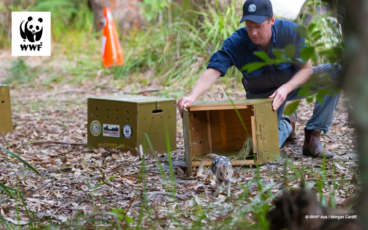 A WWF staff member releasing a quoll into a protected area